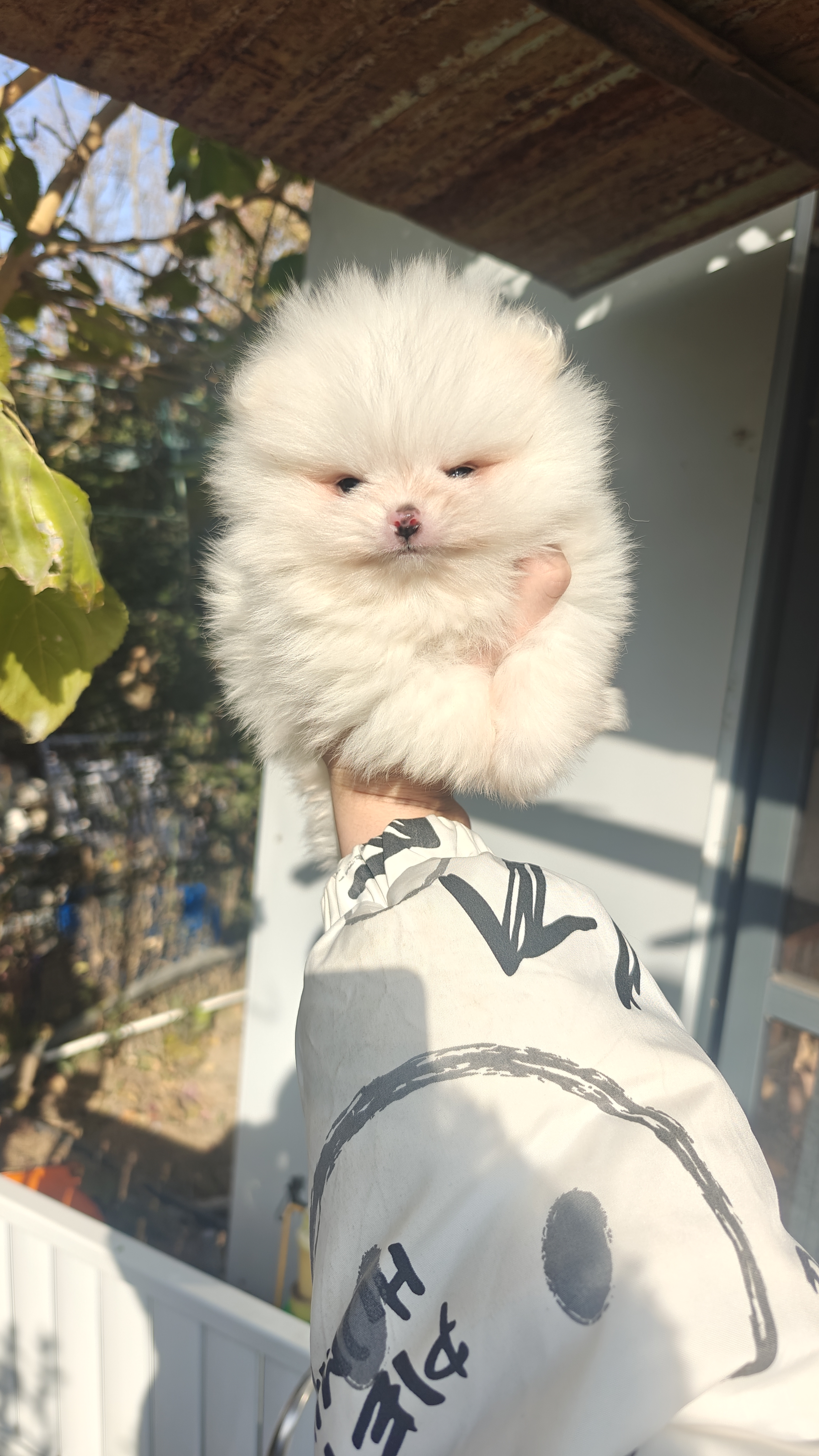 博美45天，有喜欢的带走吧